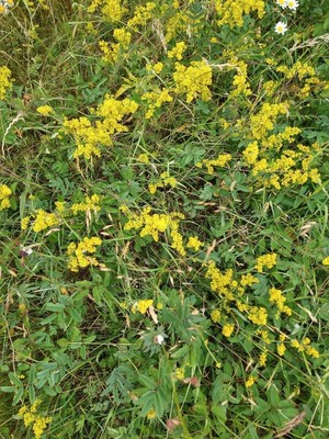 photo of Lady's Bedstraw