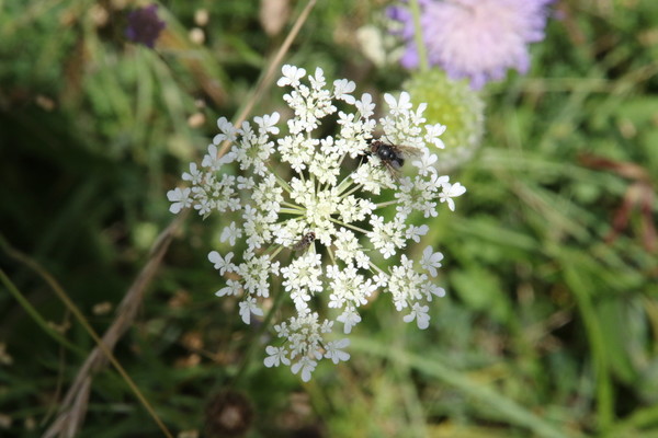 photo of Wild Carrot