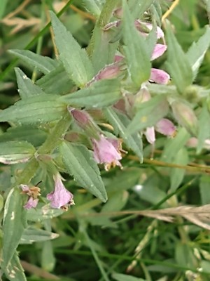 photo of Red Bartsia