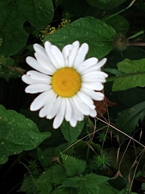 photo of Oxeye Daisy