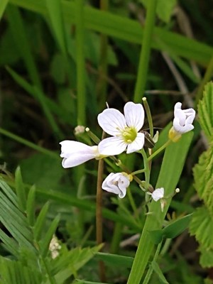 photo of Cuckoo Flower
