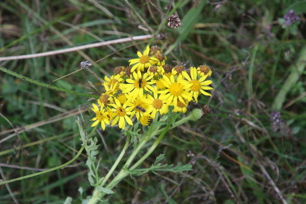 photo of Ragwort