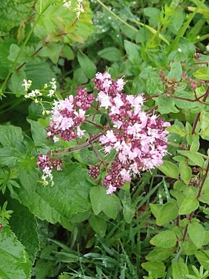 photo of Wild Marjoram