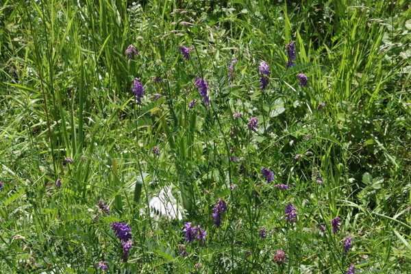 photo of Tufted Vetch