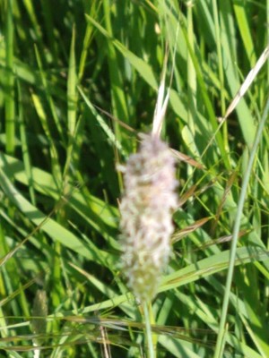 photo of Cogongrass