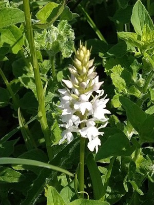 photo of Common Spotted Orchid