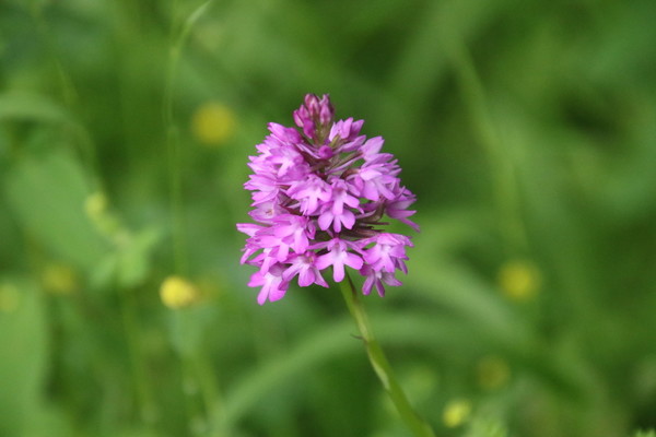 photo of Pyramidal Orchid