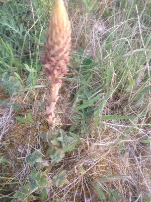 photo of Knapweed Broomrape
