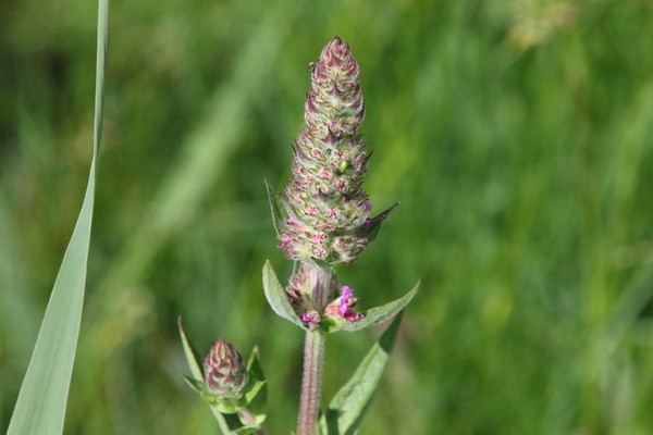 photo of Purple Loosestrife
