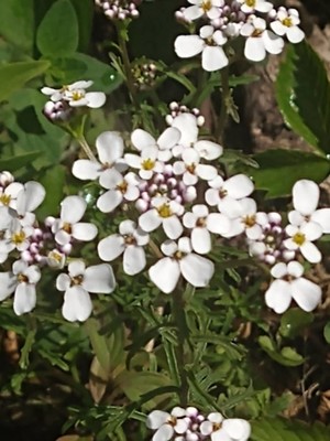 photo of Wild Candytuft
