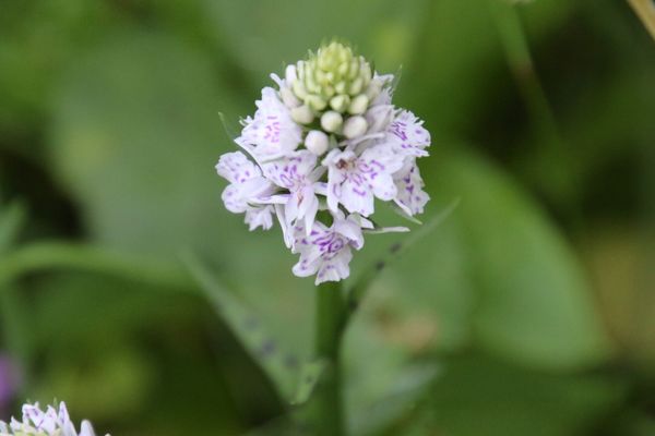photo of Common Spotted Orchid