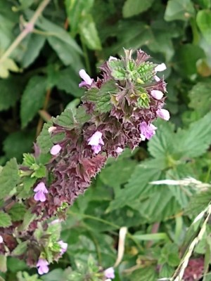 photo of Black Horehound