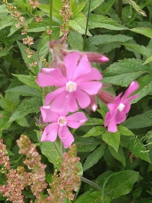 photo of Red Campion
