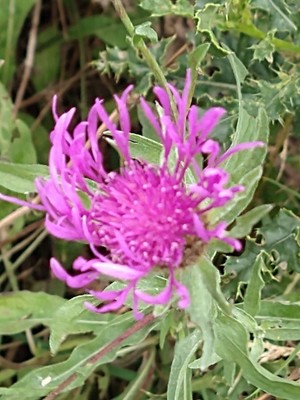 photo of Brown Knapweed