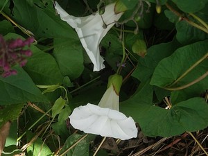 photo of Hedge Bindweed