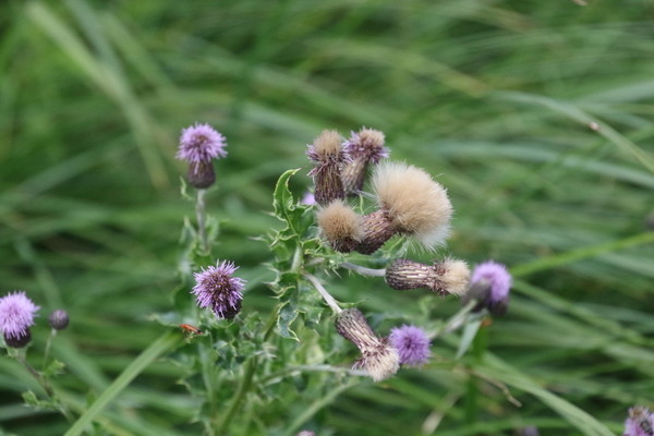photo of Creeping Thistle