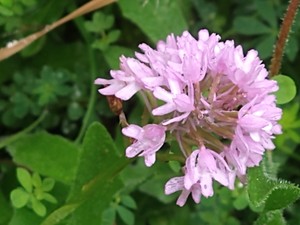photo of Pyramidal Orchid