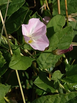 photo of Field Bindweed
