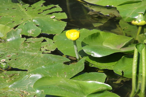 photo of Yellow Water Lily