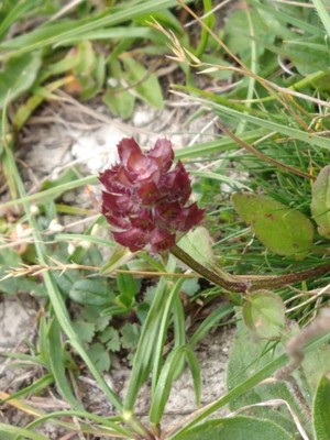 photo of Selfheal