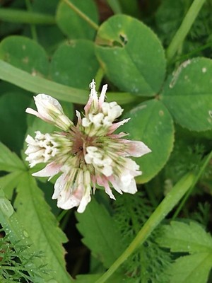 photo of White Clover