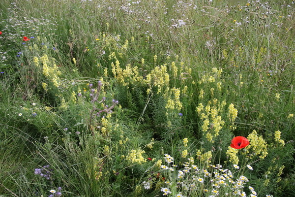 photo of Common Toadflax