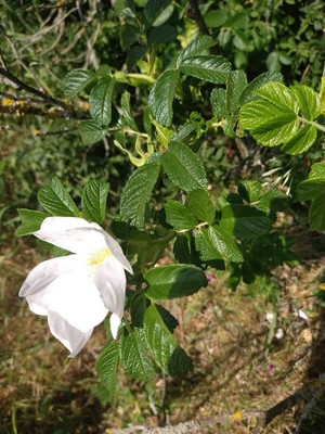 photo of Japanese Rose