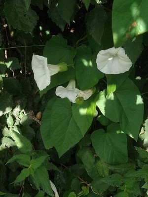 photo of Hedge Bindweed