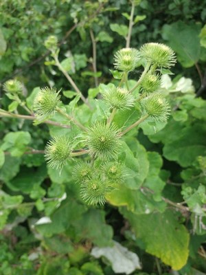 photo of Lesser Burdock