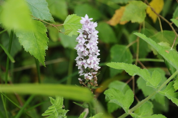 photo of Common Spotted Orchid