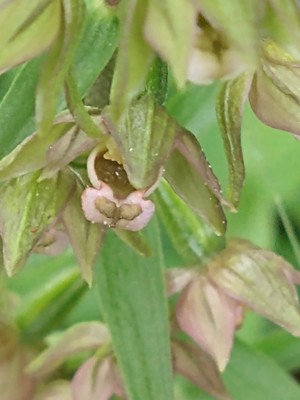 photo of Broad Leaved Helleborine