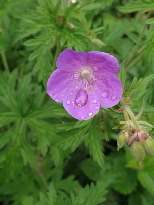 photo of Meadow Crane's Bill