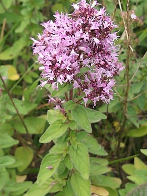 photo of Wild Marjoram