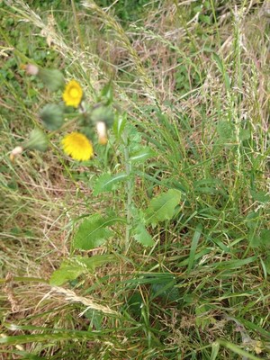 photo of Prickly Sow Thistle