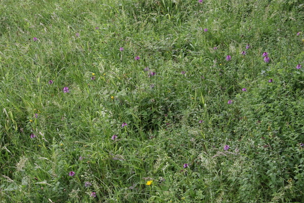 photo of Pyramidal Orchid