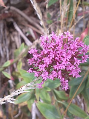 photo of Red Valerian