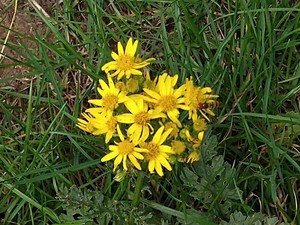photo of Ragwort