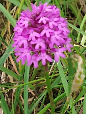 photo of Pyramidal Orchid