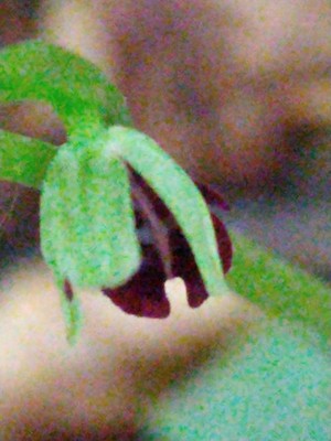 photo of Fly Orchid