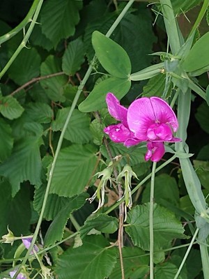 photo of Broad Leaved Everlasting Pea