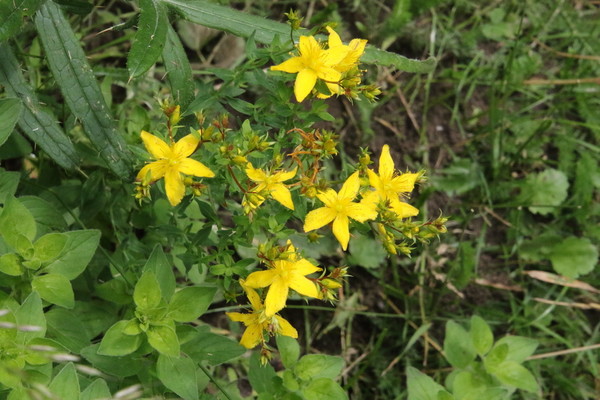 photo of Hairy St John's Wort