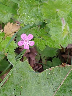 photo of Herb Robert