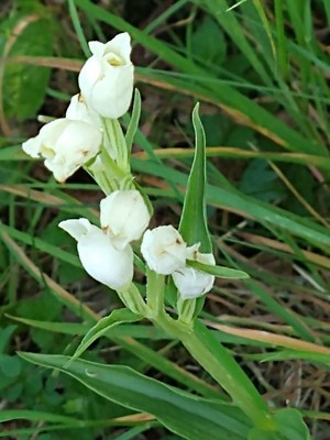 photo of White Helleborine