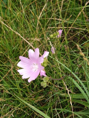 photo of Greater Musk Mallow