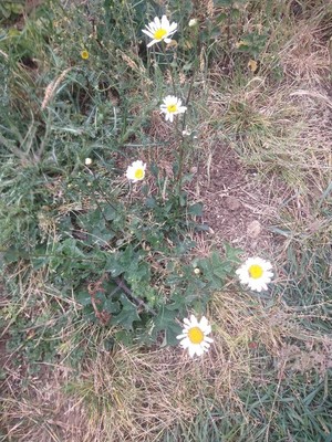 photo of Oxeye Daisy