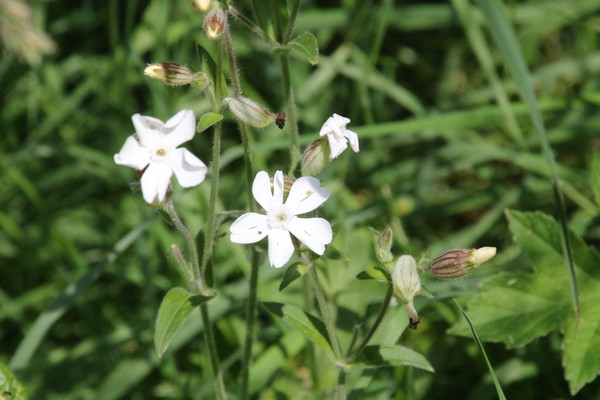 photo of White Campion