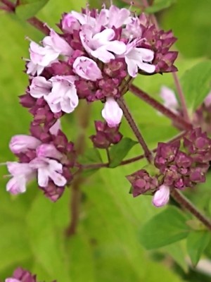 photo of Wild Marjoram