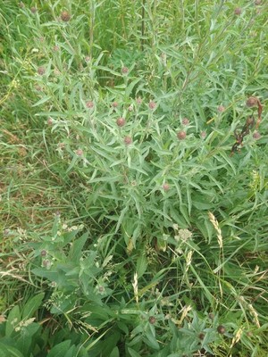 photo of Common Knapweed