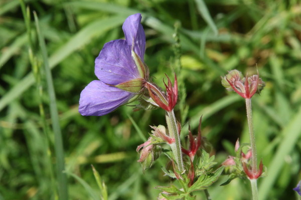 photo of Meadow Crane's Bill