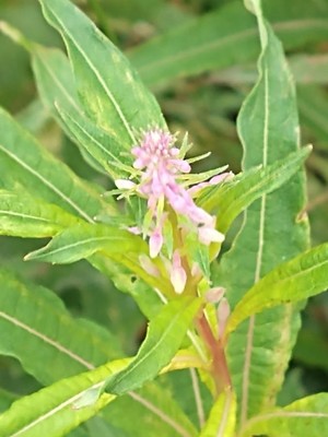 photo of Rosebay Willowherb